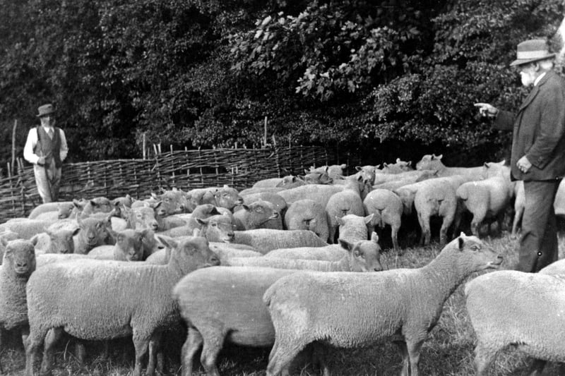 Sheep on Farlington Marshes and to the right is shepherd Nelson Holcombe, father of Harry. He was the great grandfather of Jenny Vincent who loaned the two photographs.