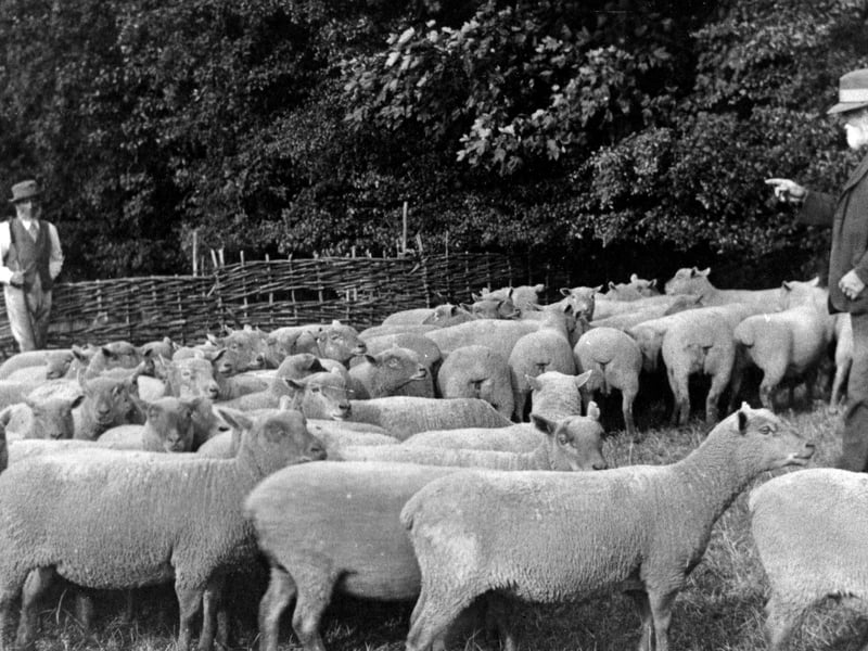 Sheep on Farlington Marshes and to the right is shepherd Nelson Holcombe, father of Harry. He was the great grandfather of Jenny Vincent who loaned the two photographs.