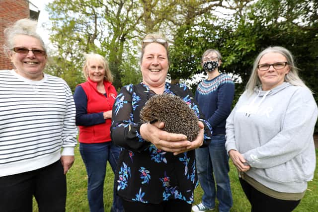 Louisa O'Connell, centre, holding Henry, with volunteers, from left, Chris Carter, Noreen Moore, Jo Young and Addie Elmes at Hodgepigs Hedgehog Rescue. Picture: Chris Moorhouse (jpns 100521-10)