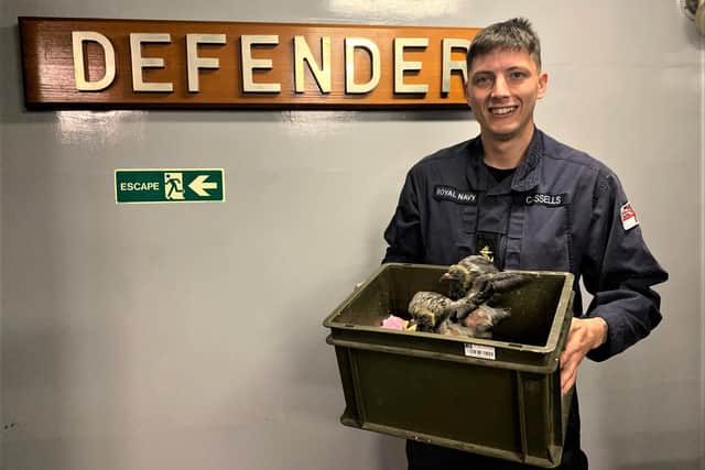 Two baby pigeons were discovered on board HMS Defender