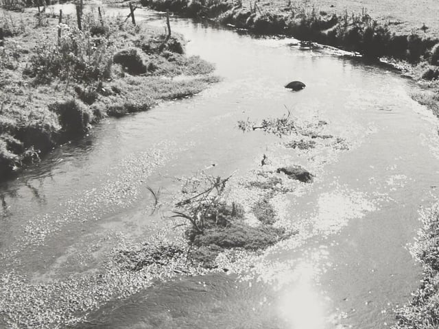 Pictured is: River Meon at Funtley. Picture: (4640-1)