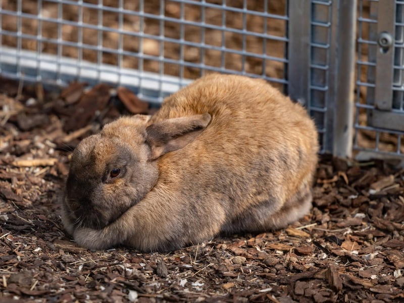 A rabbit in the animal area at College Park. Picture: Mike Cooter (06042023)