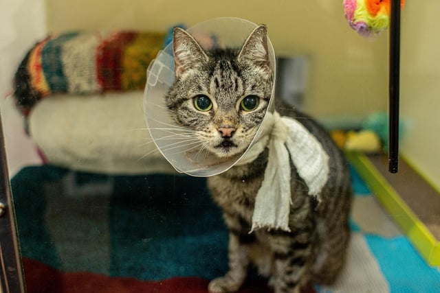 RSPCA The Stubbington Ark, Stubbington on Tuesday 13th February 2024

Pictured: Larry 
Picture: Habibur Rahman