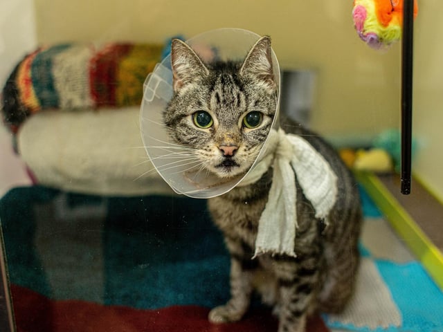 RSPCA The Stubbington Ark, Stubbington on Tuesday 13th February 2024

Pictured: Larry 
Picture: Habibur Rahman