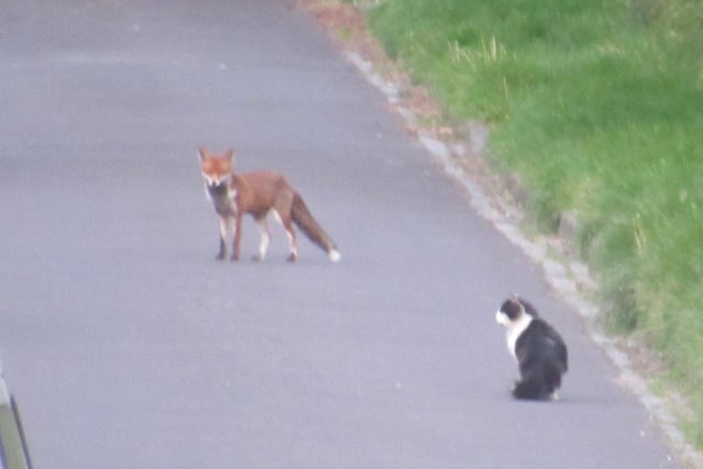 Denise spotted a cat and a fox who appear to have formed an unlikely, socially-distanced friendship during lockdown.