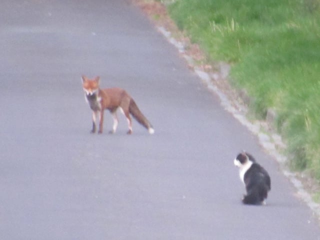 Denise spotted a cat and a fox who appear to have formed an unlikely, socially-distanced friendship during lockdown.