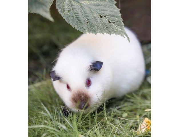 Buttercup is 3 years old and Amanda was asked to take on Buttercup with 2 other piggies as the owner was struggling with the costs and the care involved in looking after a larger group of piggies. This Guinea pig loves her heat pad in winter and waits each night for me to warm it in the microwave for her.
