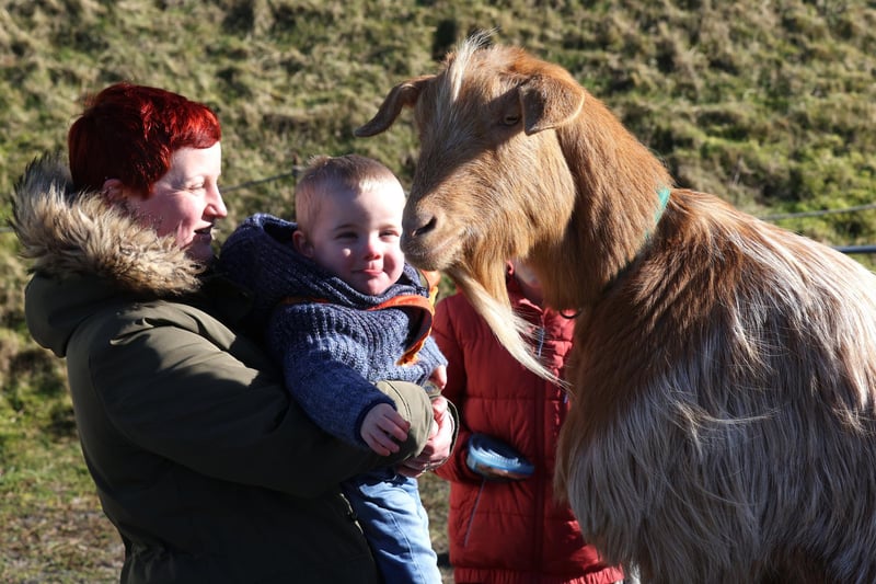 Half term farm visiting Fort Nelson in Portsmouth, Hampshire.

Pictured is Ellis Randle, 2, with a goat.

Monday 12th February 2024.

Picture: Sam Stephenson.