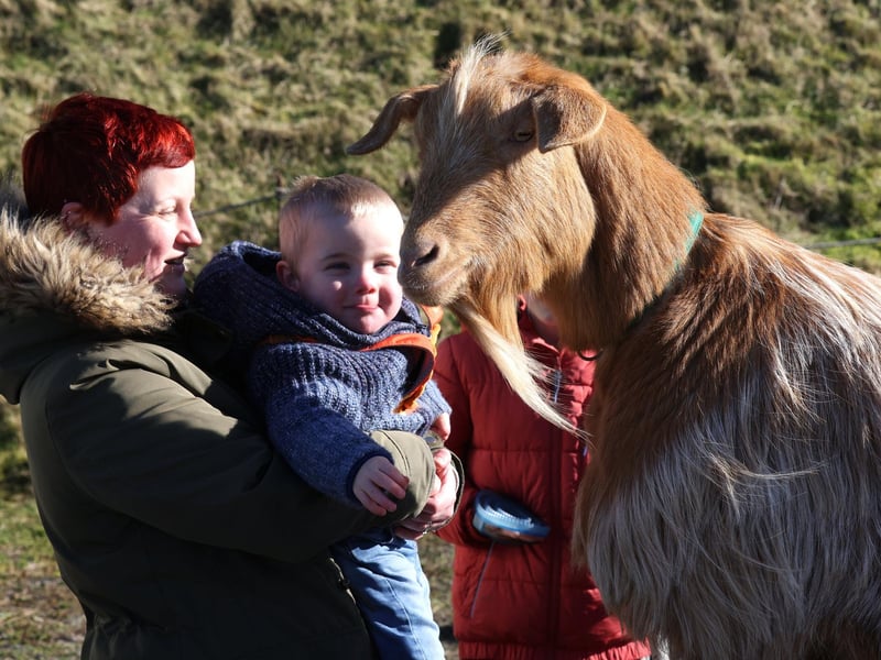 Half term farm visiting Fort Nelson in Portsmouth, Hampshire.

Pictured is Ellis Randle, 2, with a goat.

Monday 12th February 2024.

Picture: Sam Stephenson.