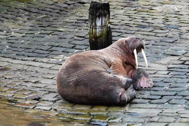 Thor the walrus was previously spotted in Hampshire. Picture: Stuart Ford/PA.