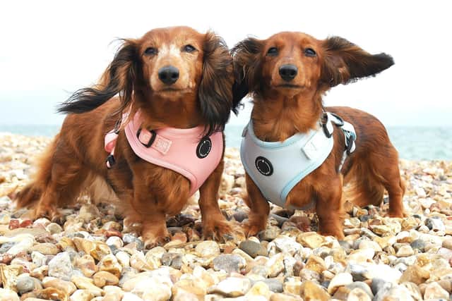 Dogs posing for the first Sirius Wag shoot
