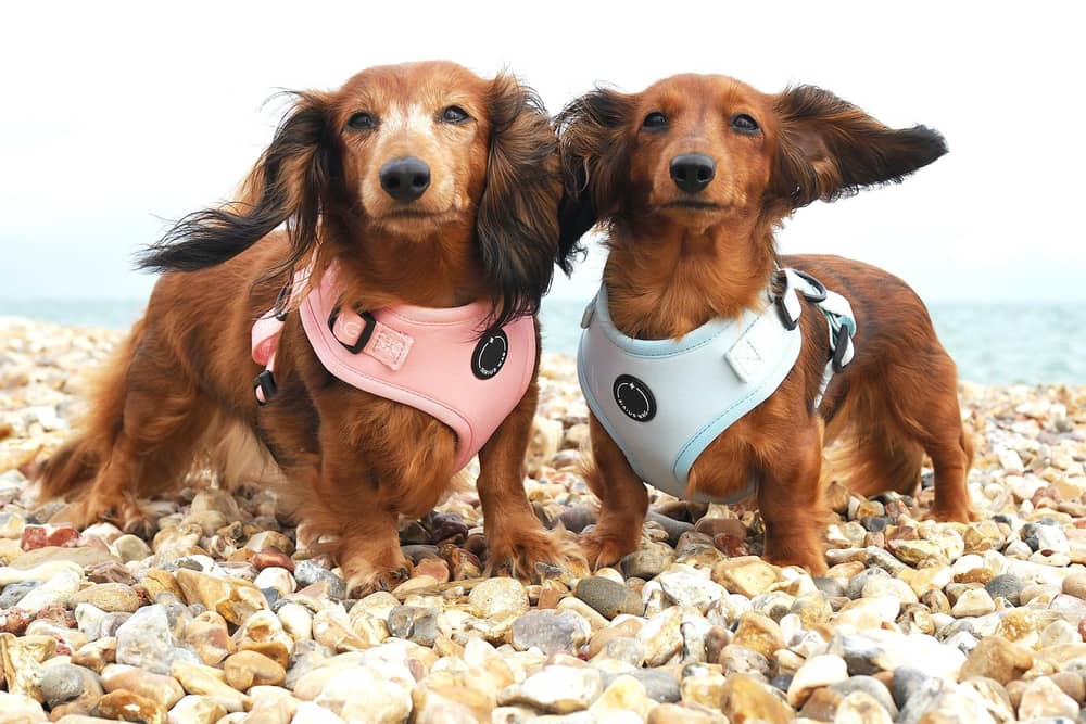 Dogs posing for the first Sirius Wag shoot