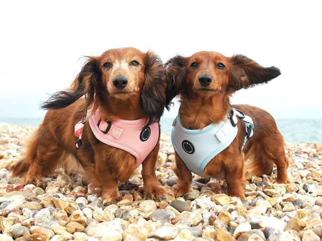 Dogs posing for the first Sirius Wag shoot