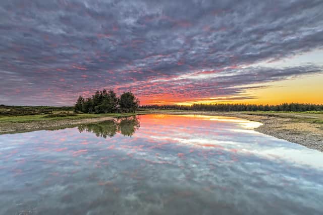 Visitors may have to wait until next spring to enjoy camping in the New Forest after Camping in the Forest said it was not currently viable to reopen.
