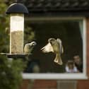 The RSPB is calling on Hampshire residents to take part in the Big Garden Birdwatch.
