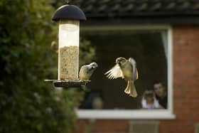 The RSPB is calling on Hampshire residents to take part in the Big Garden Birdwatch.