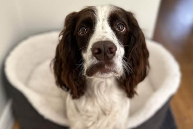 Arthur the Cocker Spaniel