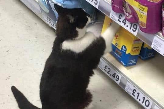 Hayling Island cat king Pip in Tesco. Picture: Sam J Clift