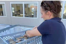 Preparing for 'Return of the Oyster' nature recovery project