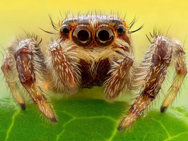 31 per cent of us have arachnophobia - the fear of spiders.