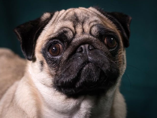 A pug 
Photo by Matt Cardy/Getty Images