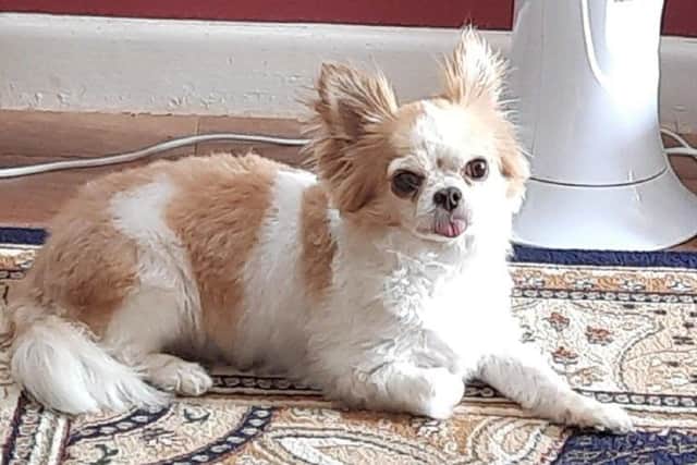 Chihuahua Jake was suddenly attacked by a white female terrier near One Stop on Gosport Road, Fareham, on August 9. Pic: Ann Yorke