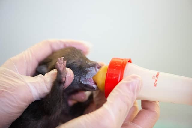 The fox cub being handfed to keep its strength up. Picture: Brent Lodge Wildlife Hospital