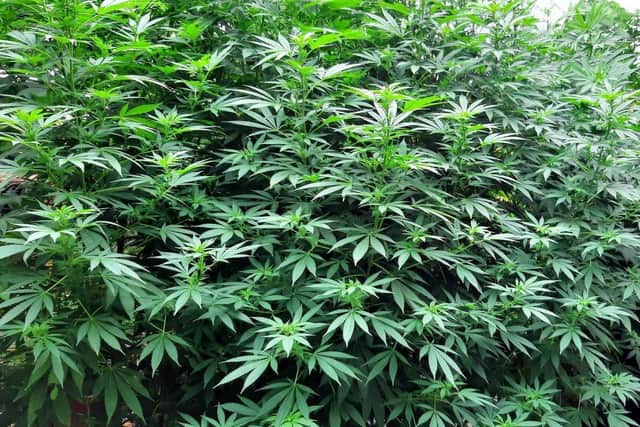 Cannabis plants