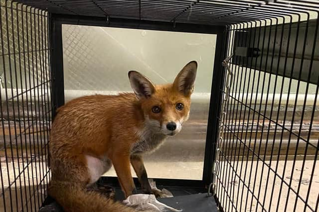 Mr Danba suspects the mischievous mammal had got onto the premises through a disused air vent. Picture: Tariq Danba.