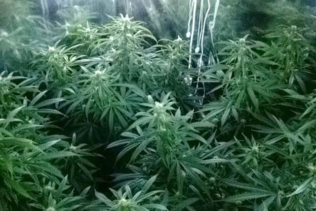 Police officers have discovered a cannabis factory in Waterlooville