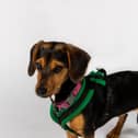 Coco the Dachshund has to overcome her first date nerves, when she meets 25-year-old Liv.