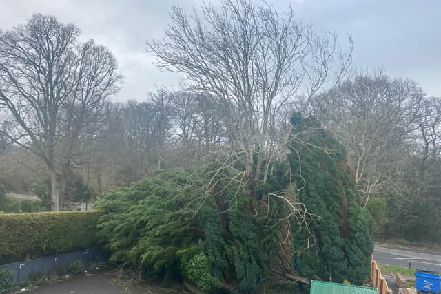 The 50ft tree toppled in London Road, Waterlooville, trapping the Richardson family in their home.