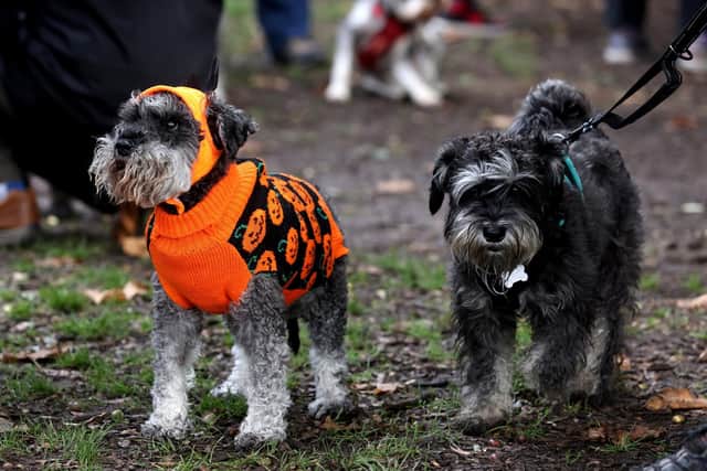 Dogs that belong to the The Southsea Schnauzer club. Picture: Sam Stephenson.