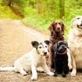 Dog owners need to adjust the way that they look after their pooches in the summer. Here are some ways that can help keep dogs safe and healthy in the heat.
