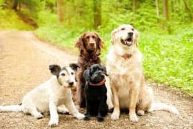 Dog owners need to adjust the way that they look after their pooches in the summer. Here are some ways that can help keep dogs safe and healthy in the heat.