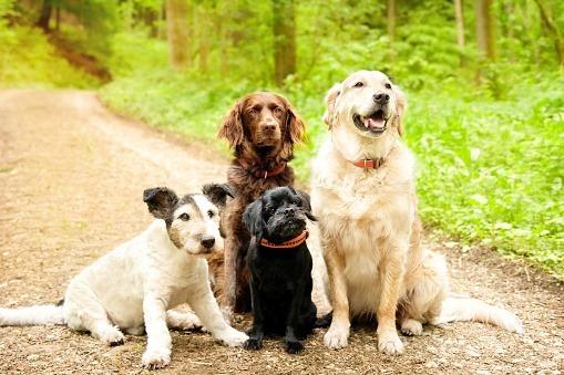 Dog owners need to adjust the way that they look after their pooches in the summer. Here are some ways that can help keep dogs safe and healthy in the heat.