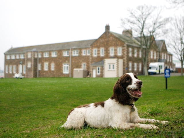 Springer Spaniels are an energetic breed making them good working dogs and they like to please.
(Photo by Christian Keenan/Getty Images)