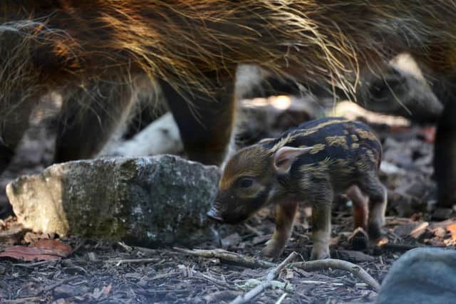 Twin baby Red River Hoglets have been born at Marwell Zoo. Picture: Marwell Zoo.
