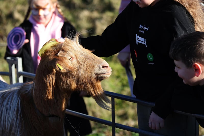 Half term farm visiting Fort Nelson in Portsmouth, Hampshire.

Pictured is action from the event.

Monday 12th February 2024.

Picture: Sam Stephenson.
