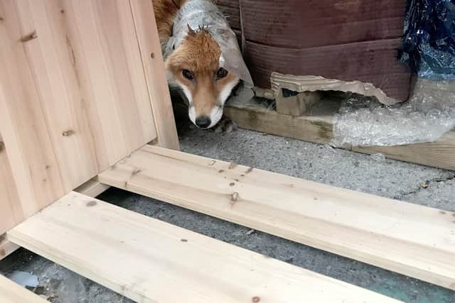 A fox found with his head stuck in a plastic bottle was one of 2,724 incident call outs attended by the RSPCA during lockdown.