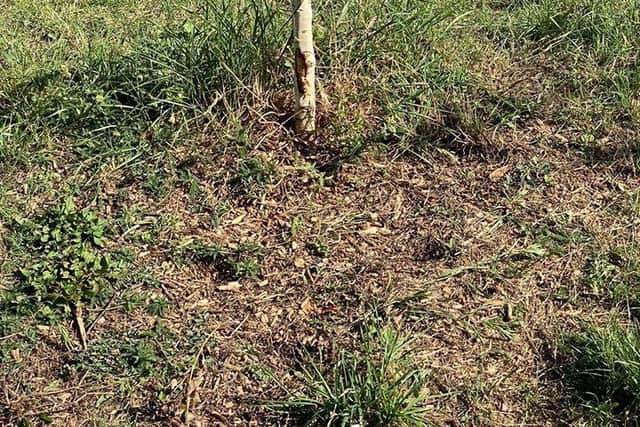 The memorial tree for Bell Cook has been 'completely destroyed' according to her daughter. Picture: Kyla Smith