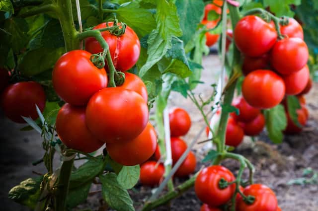 You can plant tomato plants straight into the garden now. Picture: Shutterstock