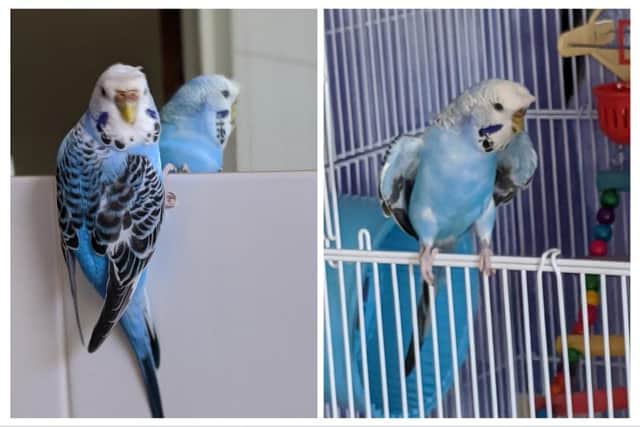 Icy the budgie who flew off from her new home in Jervis Road, Stamshaw yesterday