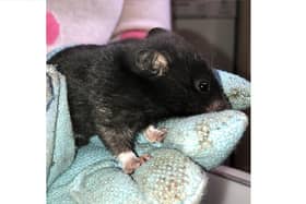 This hamster was found in Southsea after pest control was called because a tenant thought it was a rat
