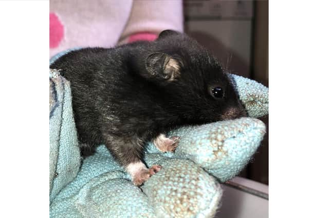 This hamster was found in Southsea after pest control was called because a tenant thought it was a rat