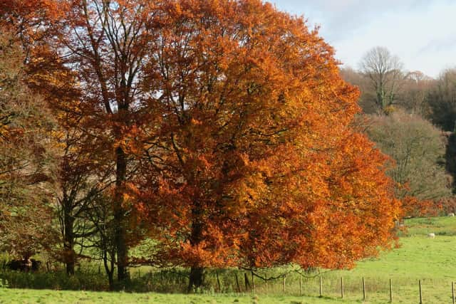 Beautiful autumn colours at Hinton Ampner. Picture: Adele Mallows