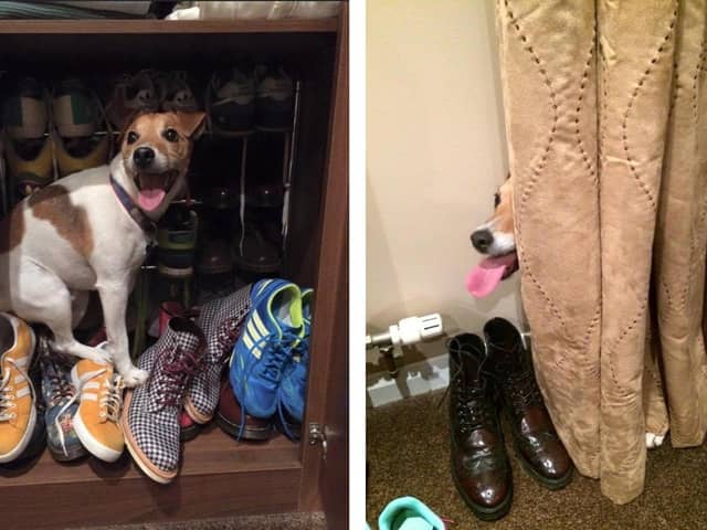 Pet owners have shared videos of their dogs shaking after being spooked by fireworks. Pictured: Farlington resident Karen Wood's dog Bones hiding away from the loud noises