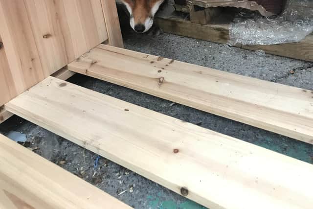 The fox was found with painful injures from the broken plastic bottle. Picture: RSPCA