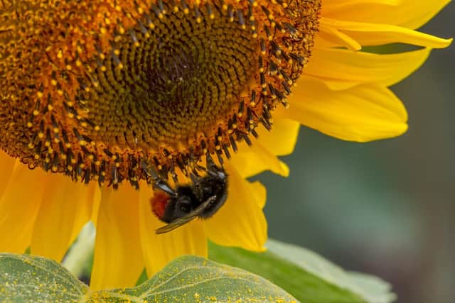 Greening Portsmouth will benefit wildlife as well as people.
Pictured: Bee in a sunflower

Picture: Andy  Ames
