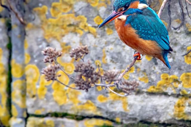 Kingfishers are among the species threatened by water-stressed rivers across the county. 
Picture: Alison Charlton